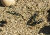 Bembecinus tridens